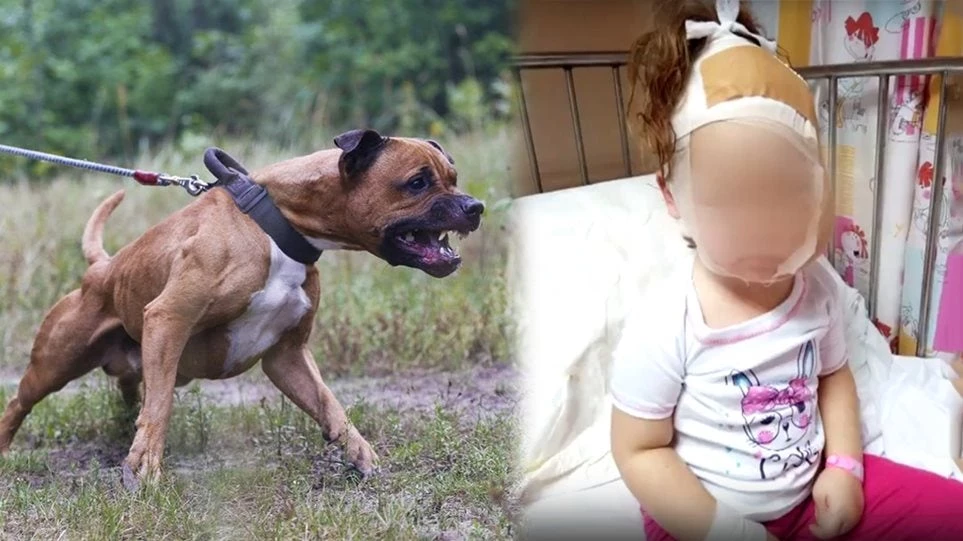 Επίθεση πιτ μπουλ: «Μου είπε πως το σκυλί είναι ακίνδυνο και μετά χίμηξε στο παιδί» λέει ο πατέρας της 3χρονης